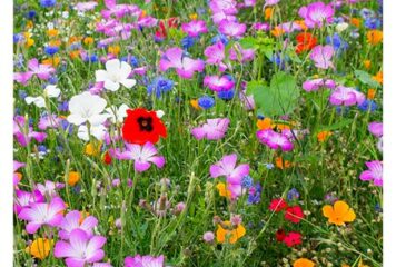GER _ Concours des maisons et jardins fleuris