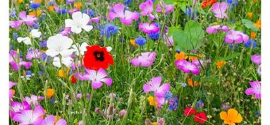 GER _ Concours des maisons et jardins fleuris